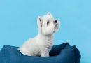 Lit pour chien : du confort pour votre animal et du design pour votre intérieur !