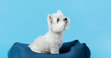Lit pour chien : du confort pour votre animal et du design pour votre intérieur !