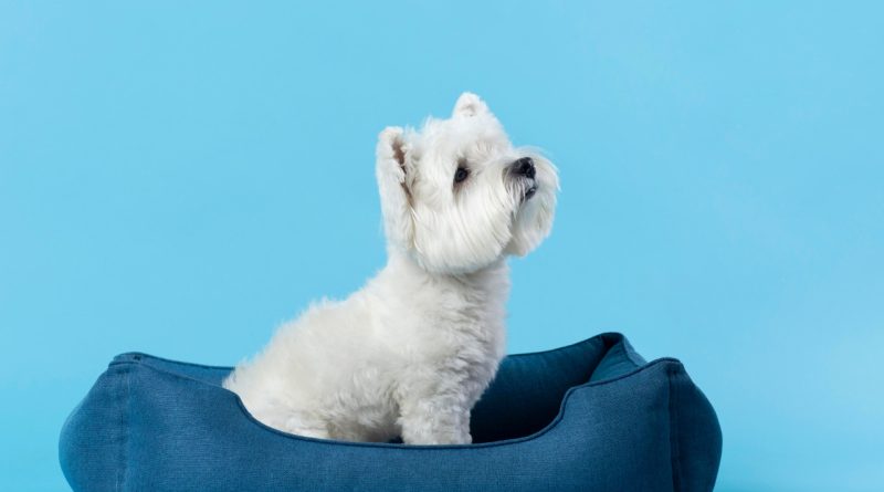 Lit pour chien : du confort pour votre animal et du design pour votre intérieur !