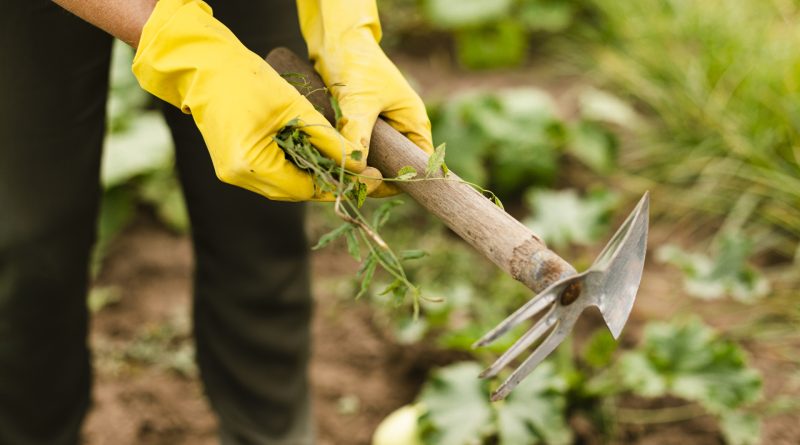 Services de jardinage à domicile : solutions sur-mesure pour chaque jardin